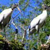 Wood Stork
